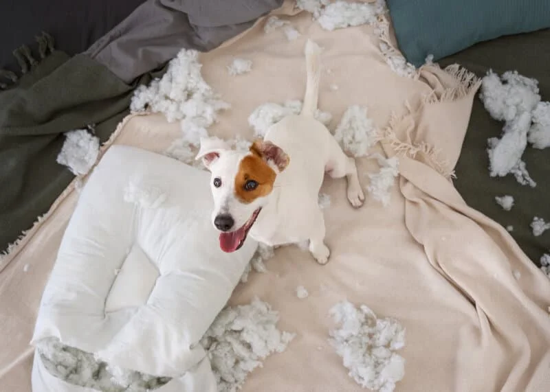 ansiedad en las mascotas perros