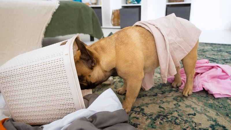 ansiedad en las mascotas perros